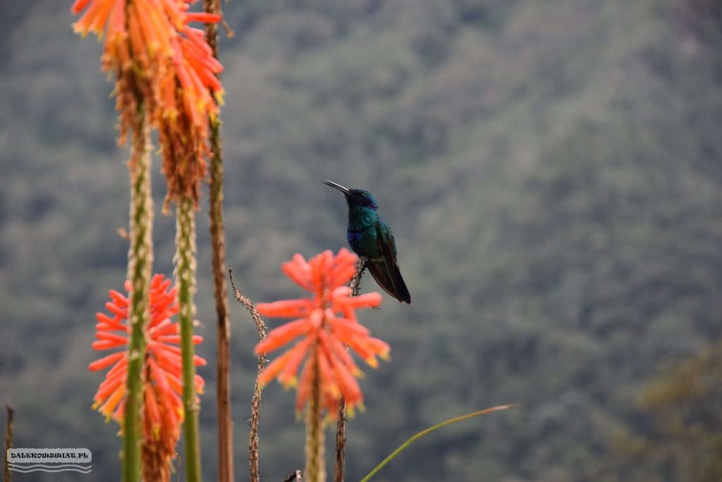 Koliber w Valle de Cocora