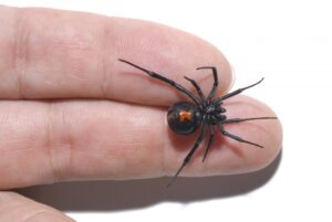 black-widow-spider.jpg
